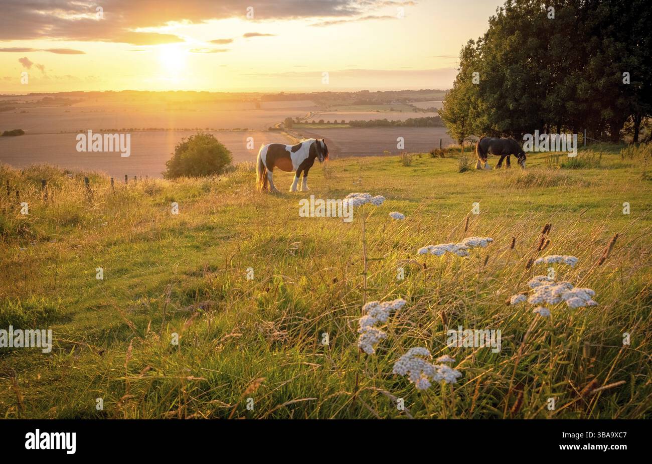 Pascolo dei cavalli in un paesaggio rurale sotto il caldo sole blu con colori di giallo e arancione di erba di pascolo alberi e vista distesa in avesbury eng Foto Stock