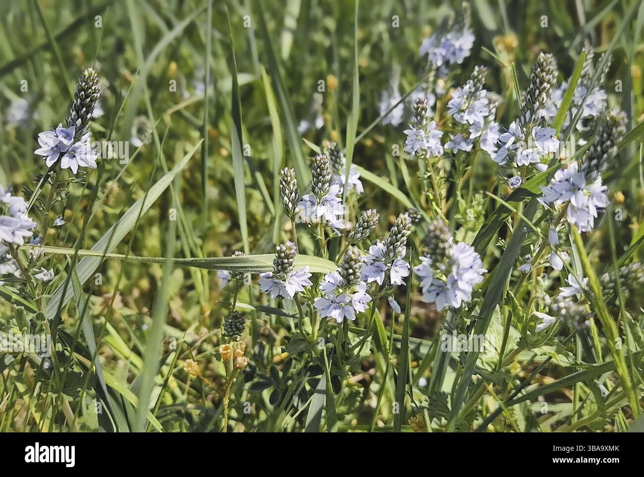 Prostrate i fiori di speedwell (Veronica prostrata) in un campo erboso. Delicati fiori di colore blu pallido con quattro petali raggruppati su punte, surrogato Foto Stock