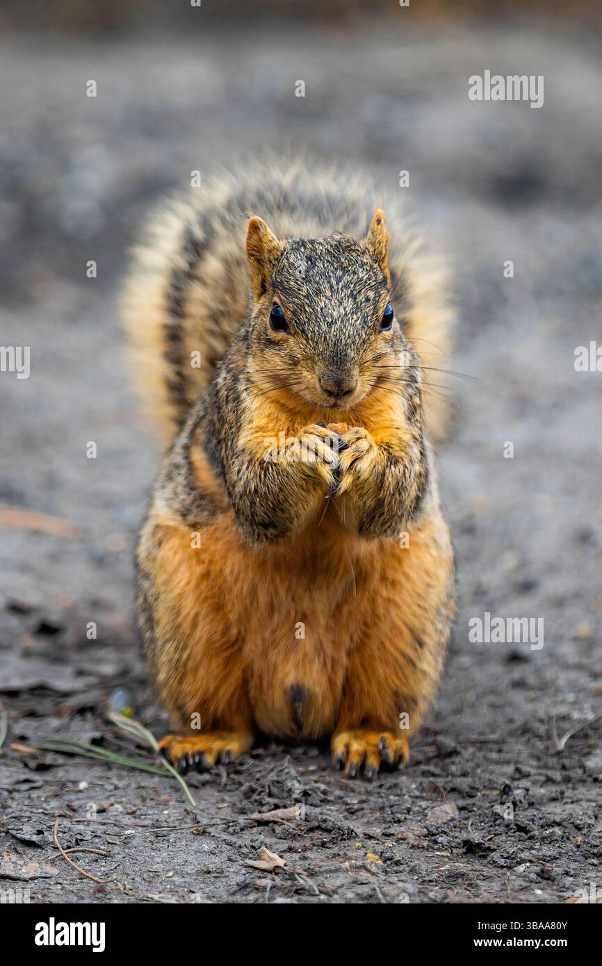 Foto di uno scoiattolo comune della città seduto in posizione verticale e mangiando noci in un ritratto ravvicinato, scattato in un ambiente urbano naturale. Foto Stock
