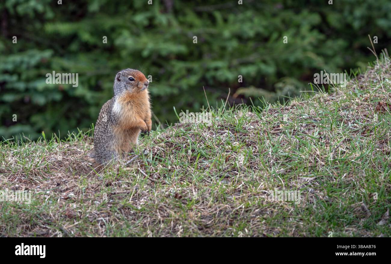 Scoiattolo colombiano (Urocitellus columbianus) nel Parco Nazionale di Banff, Canada Foto Stock
