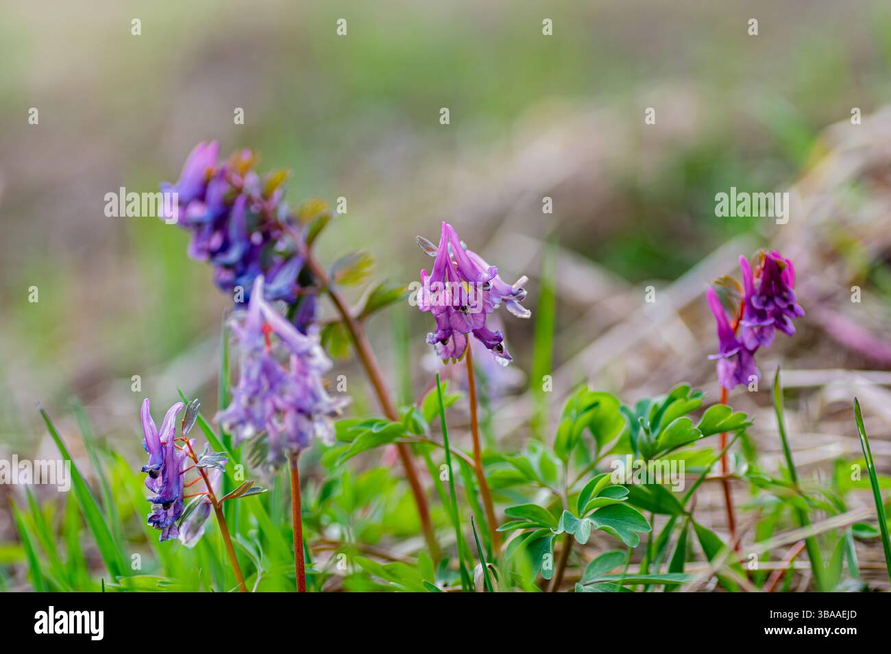 Primo piano di corydalis solida (erba di fumeto) con delicati fiori tubulari viola e foglie verdi divise che fioriscono in un prato primaverile. Perfetto per la natura, Foto Stock