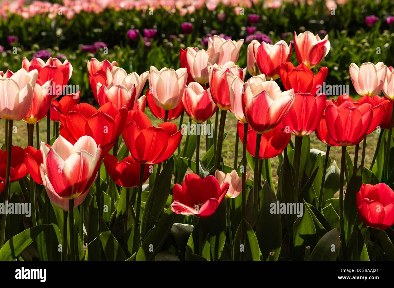 Mostra di tulipani a Keukenhof, vicino ad Amsterdam, Olanda Foto Stock