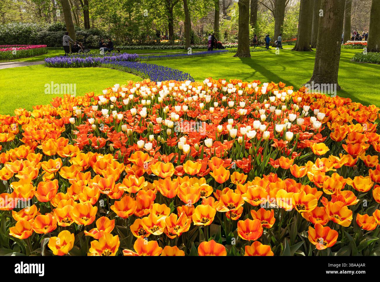 Mostra di tulipani a Keukenhof, vicino ad Amsterdam, Olanda Foto Stock