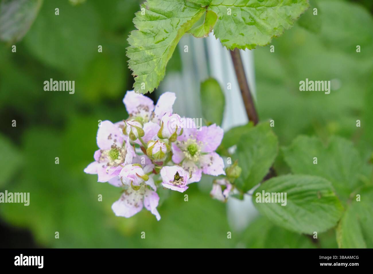 Il cespuglio di mora in primavera fiorisce, con fiori rosa e bianchi tenui che iniziano ad attrarre gli impollinatori in un verde verde fresco. Foto Stock