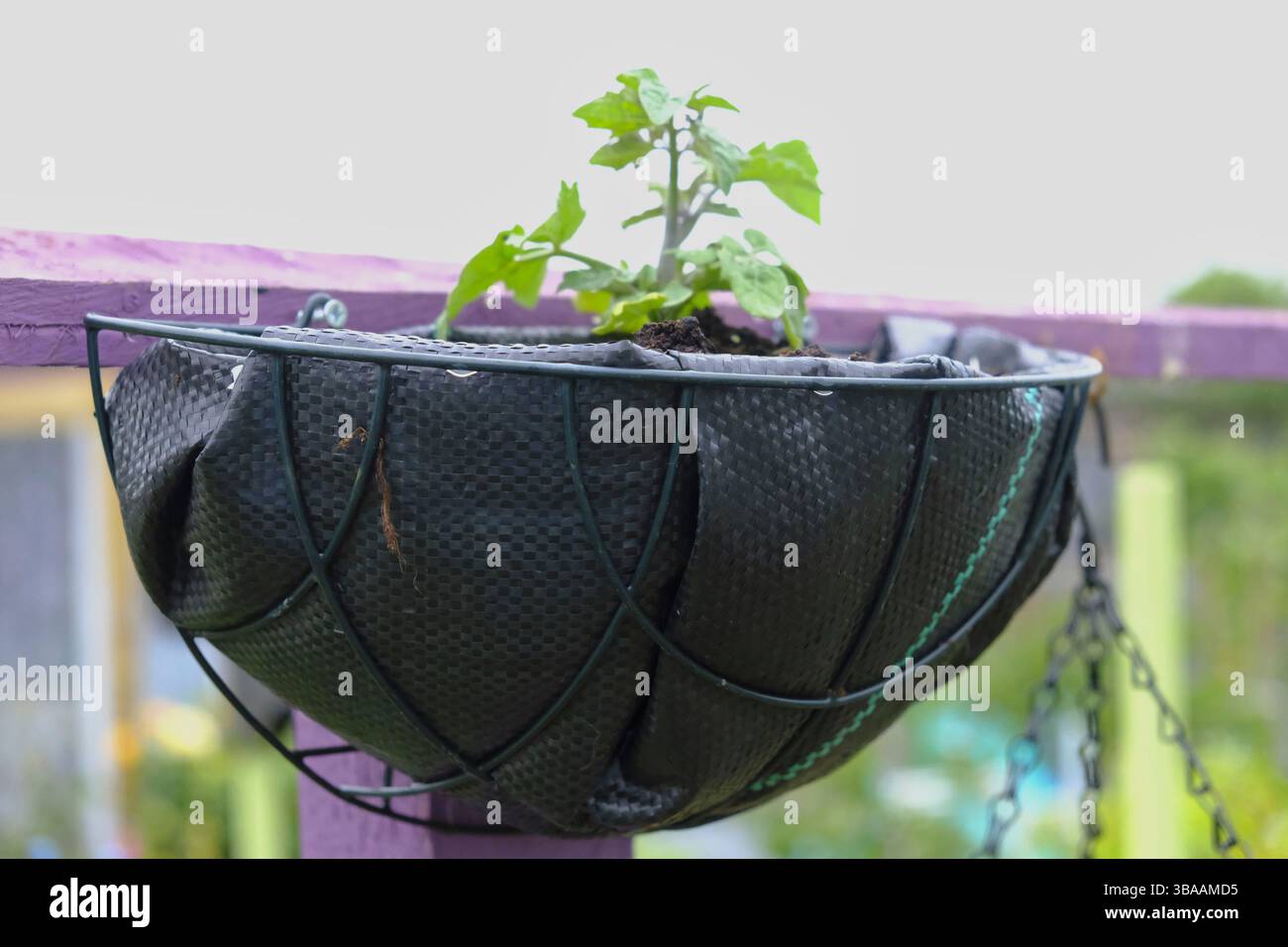 Piantatrice a mezzo cesto abilmente rivestita con membrana da giardino al posto della tradizionale fodera, che mostra un upcycling pieno di risorse in un ambiente colorato Foto Stock