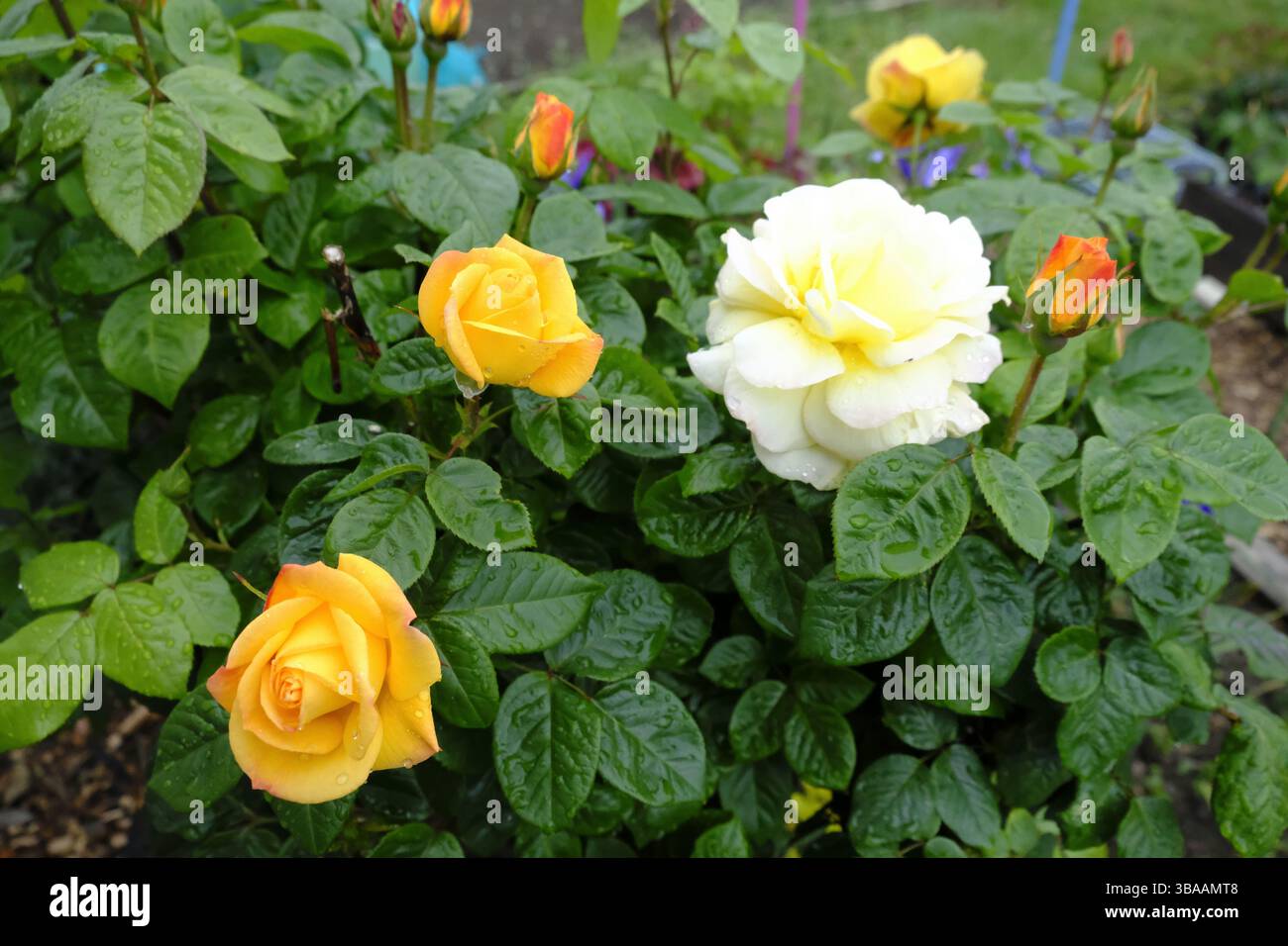 Rose gialle e bianche in fiore dopo la pioggia in giardino Foto Stock