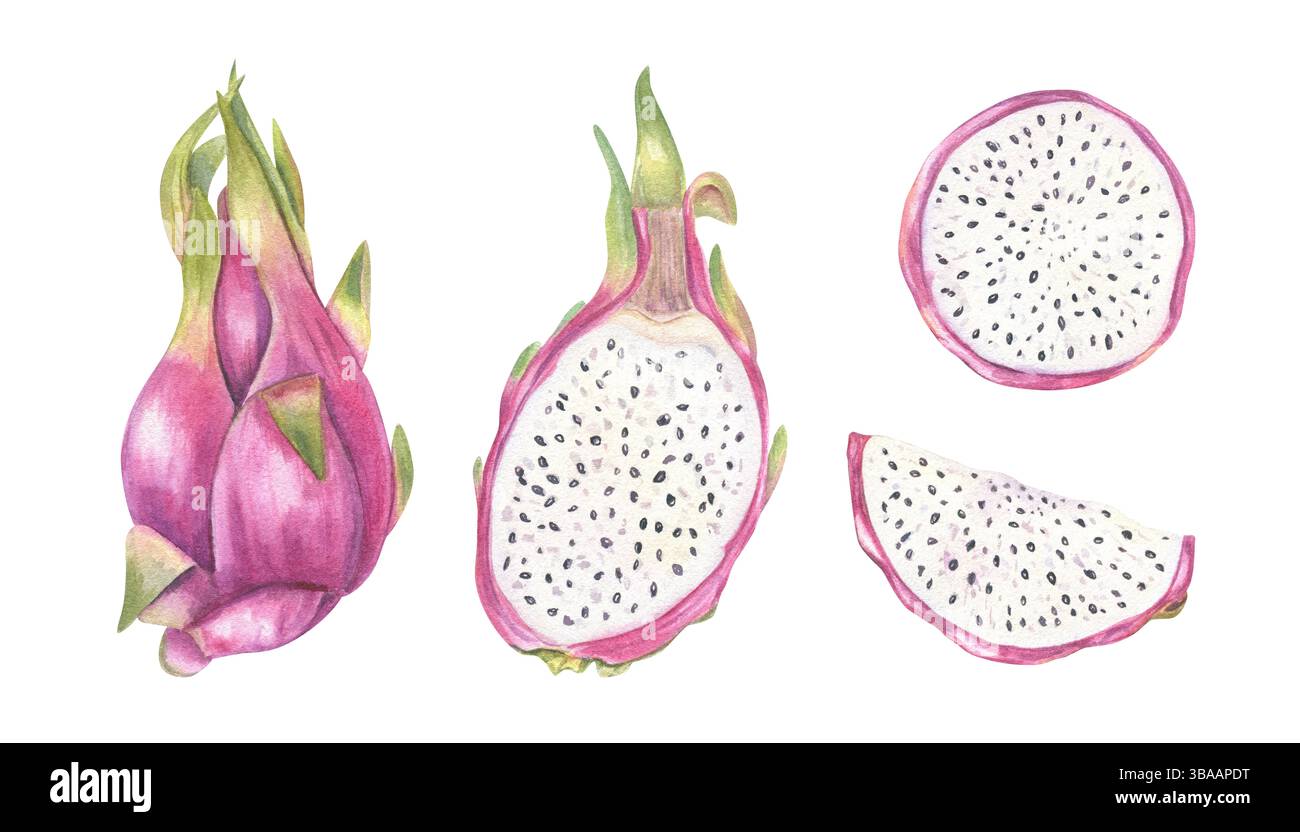Illustrazione in acquerello di sfondo isolato rosa pitaya set. Intero, tagliato a metà con polpa e semi, clip art a fette rotonde per un marchio alimentare sano Foto Stock