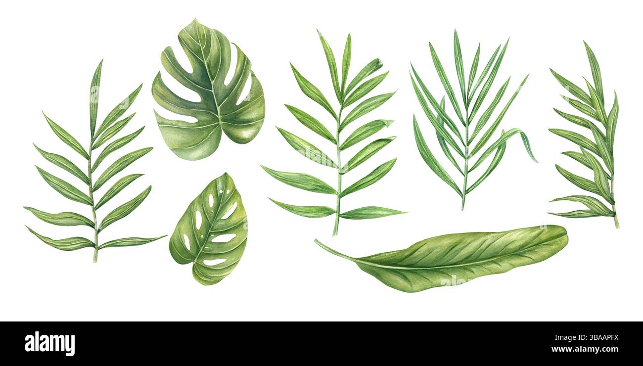 Set di acquerelli con sfondo isolato di foglie tropicali. Monstera, filodendron, palma e pinzette di banana per il marchio botanico Foto Stock