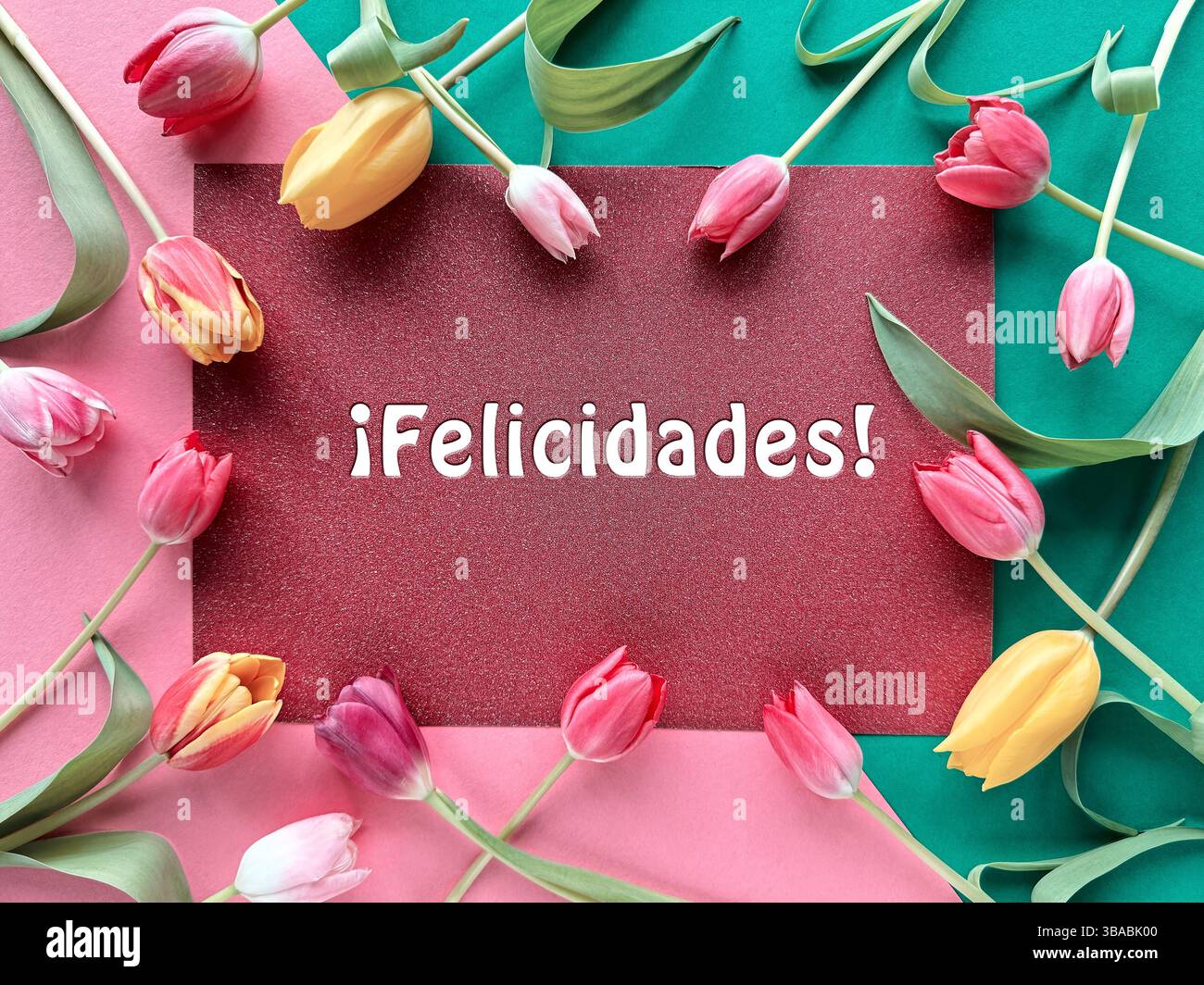 I vivaci tulipani di rosa, giallo e rosso circondano un cartellino rosso con il testo spagnolo "Felicidades" che significa "complimenti" su uno sfondo colorato. Foto Stock