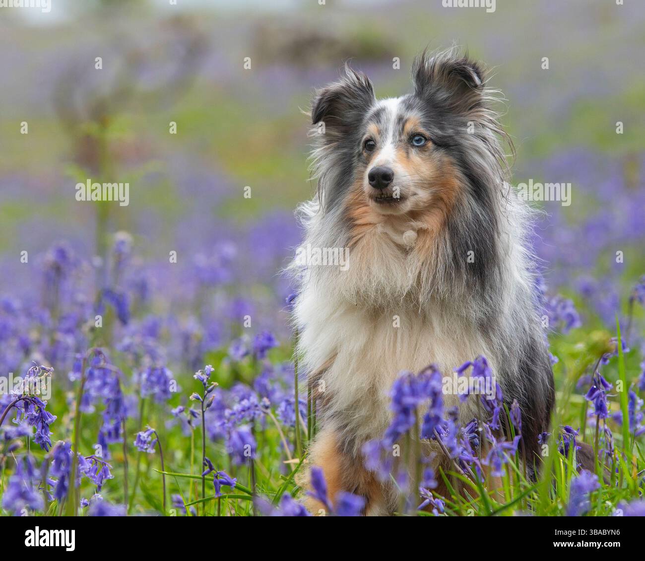 Blue merle Shetland Sheepdog seduto tra i fiori Foto Stock