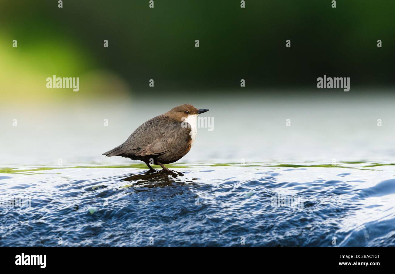 Cinclus cinclus, alias cucchiaia dalla gola bianca. Raro uccello d'acqua nel suo habitat. Natura della repubblica ceca. Isolato su sfondo chiaro e sfocato. Foto Stock