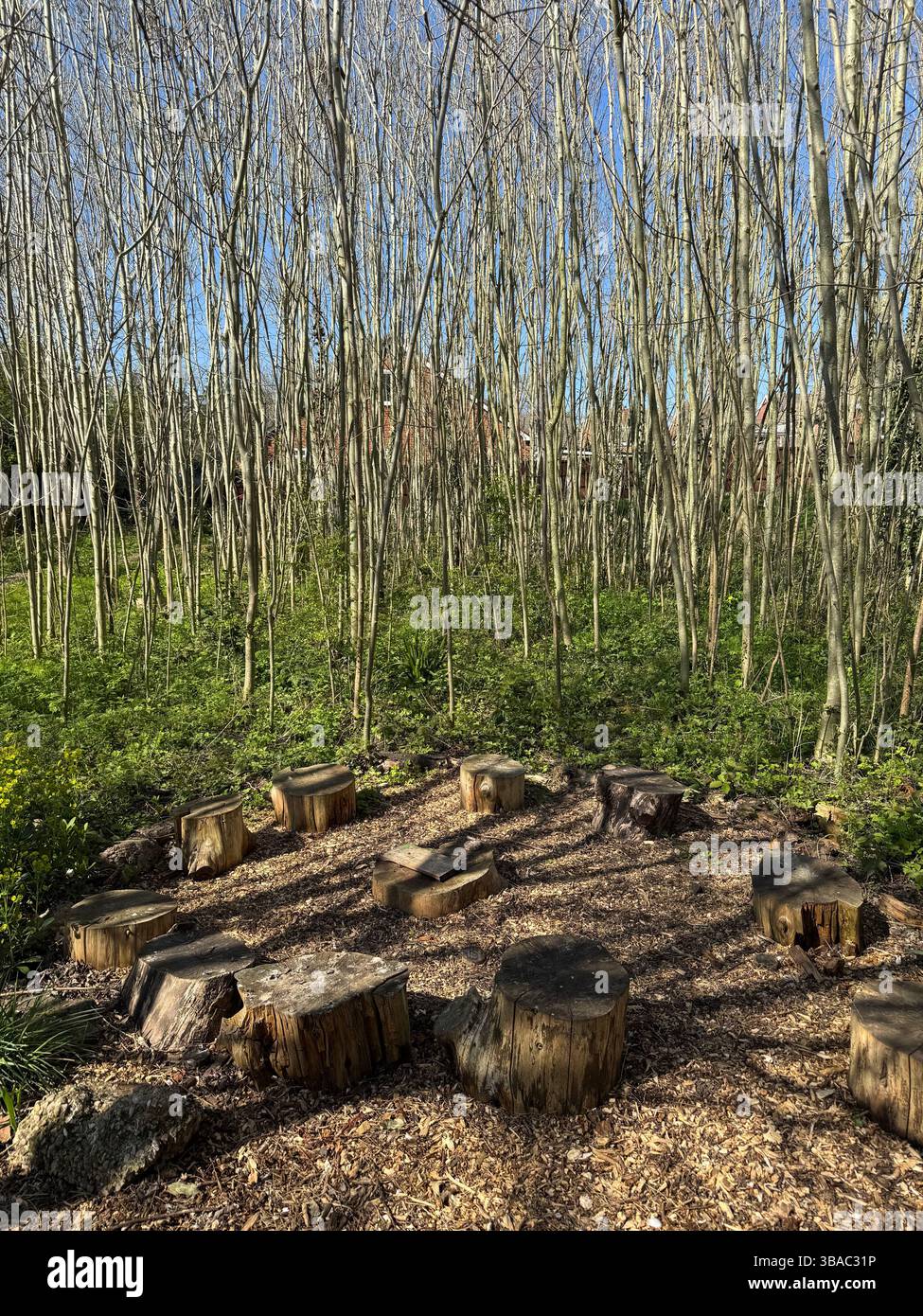 Un cerchio di tronchi d'albero racchiude il giardino della comunità di Hannah Field con salice alle spalle. Foto Stock