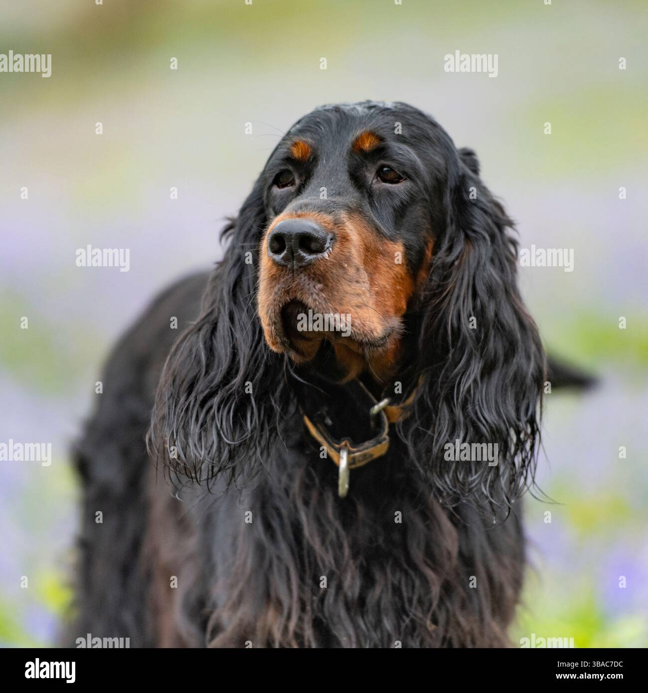 Studio capo Gordon Setter Foto Stock