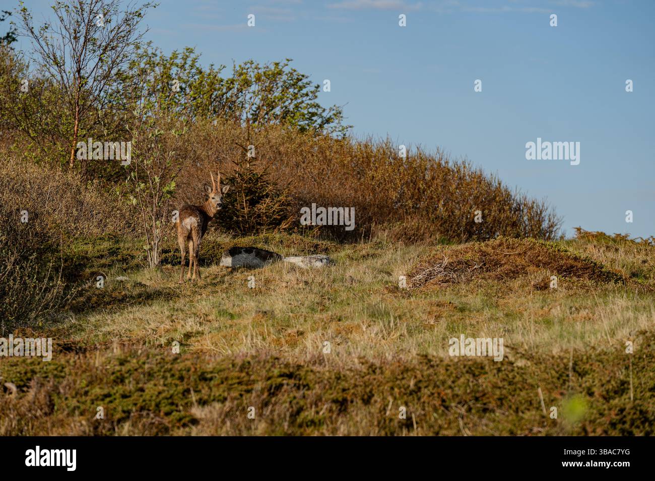 Il giovane capriolo in primavera. Foto Stock