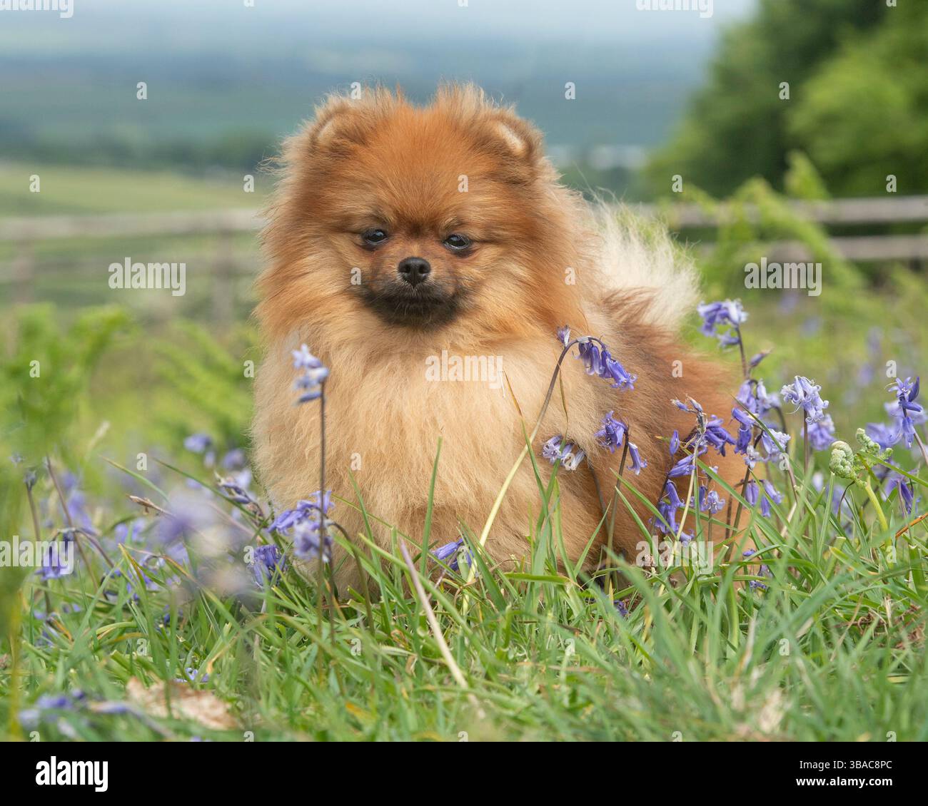 Carino cane della Pomerania nei fiori bluebell Foto Stock