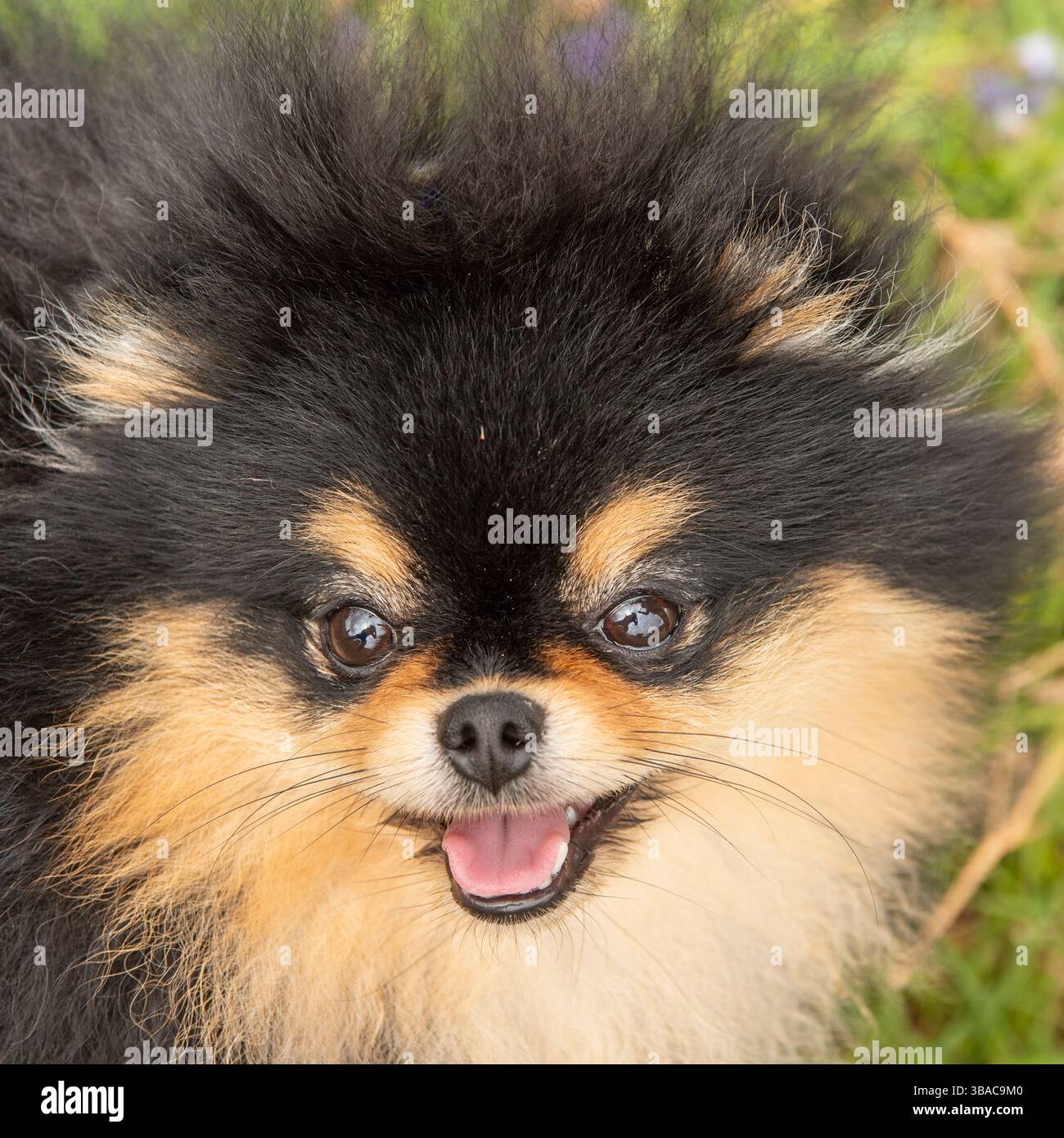 Pomerania Foto Stock