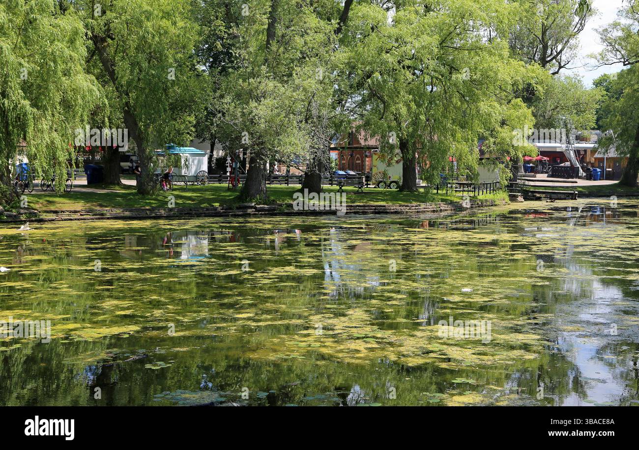 Duck Pond a Toronto Islands, Ontario, Canada Foto Stock
