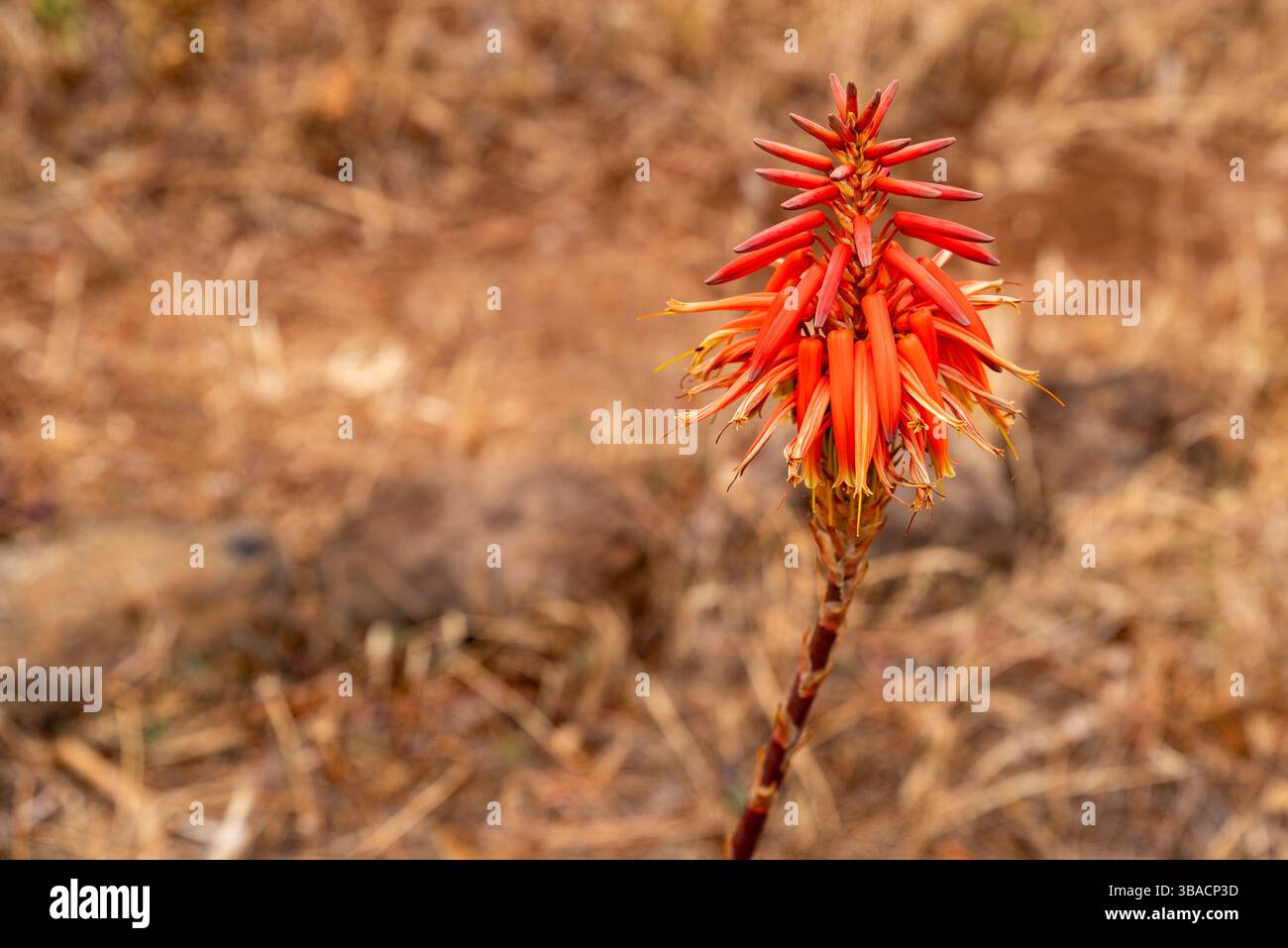 Fioritura dell'aloe di montagna, aloe arborescens, nell'erba bruciata dal sole Foto Stock