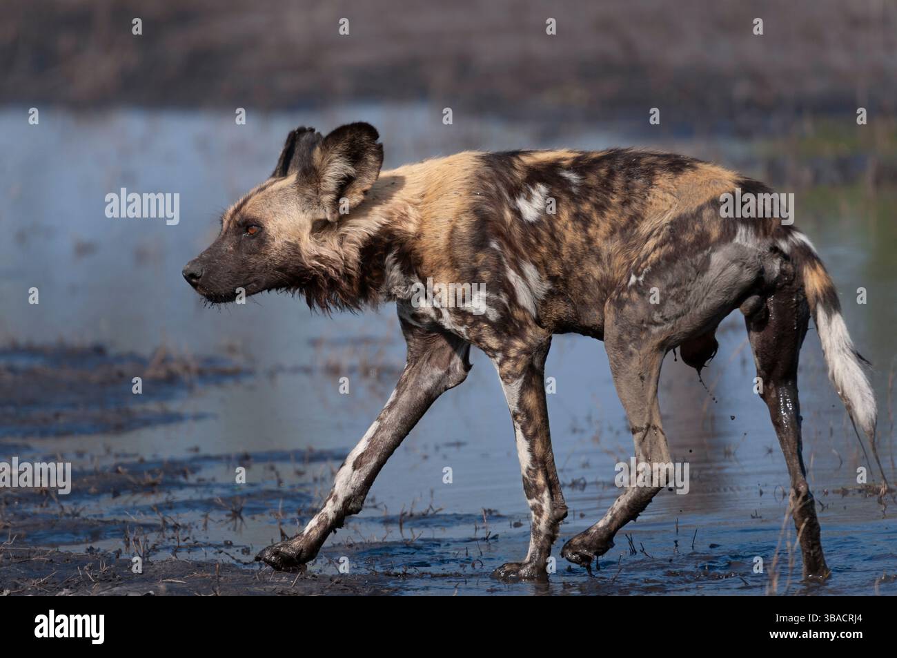 Wild dog africano, cane da caccia africano, cane da caccia del Capo, cane dipinto, lupo dipinto, o lupo ornato (Lycaon pictus), un canide trovato solo in Africa. Seli Foto Stock