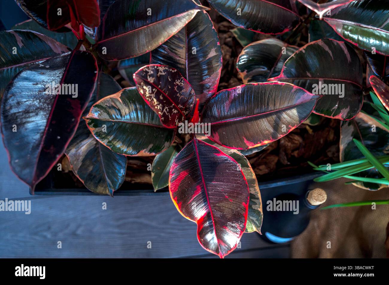 Foto ravvicinata di un grande albero di gomma in vaso , Ficus elastica. Foto Stock
