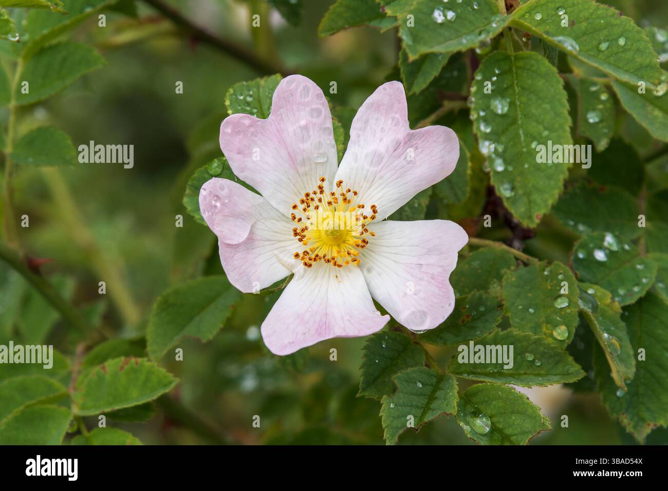 Primo piano di un fiore rosa rosa con foglie verdi e rugiada Foto Stock