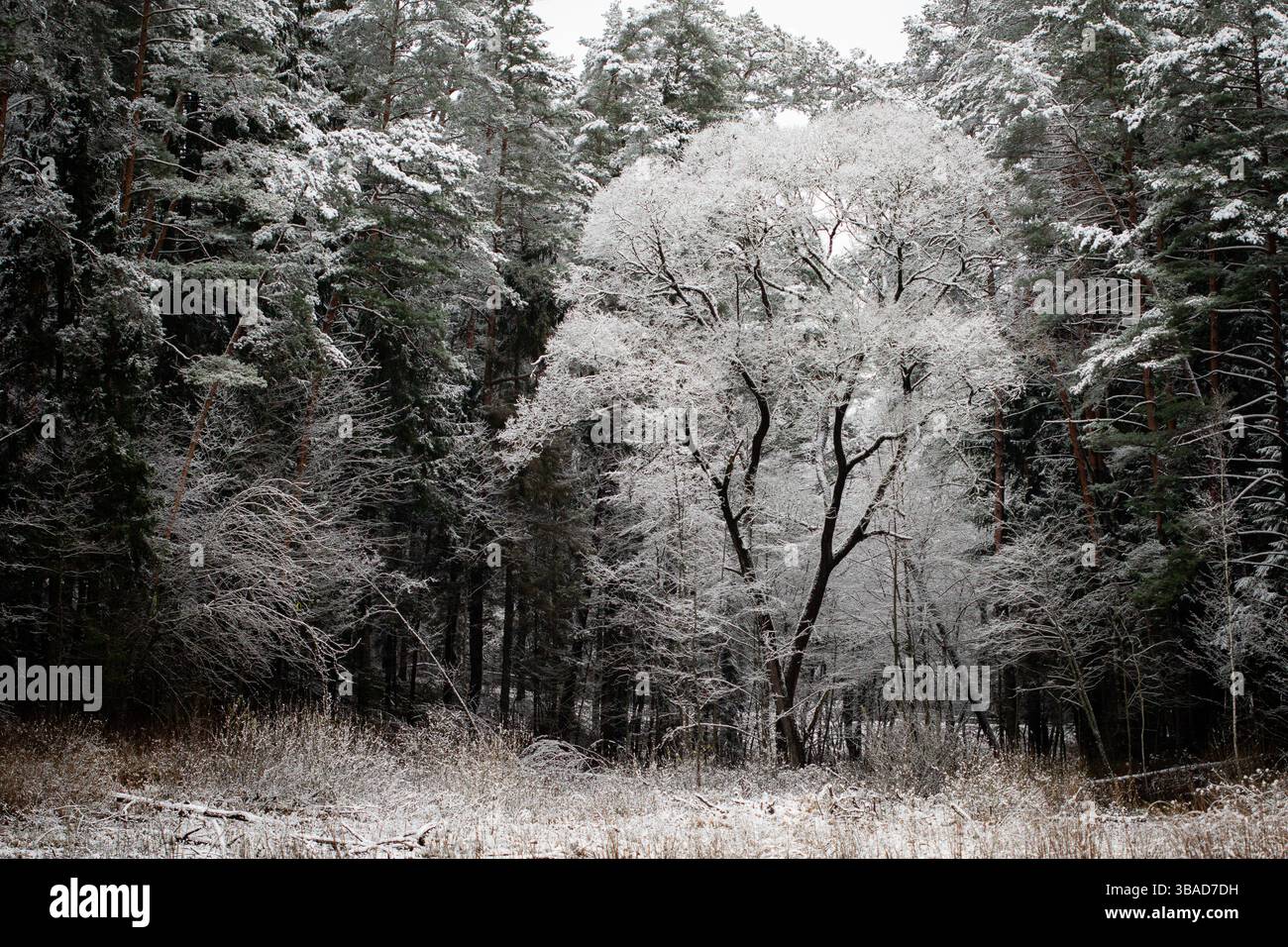 Un suggestivo albero bianco ricoperto di gelo sorge su uno sfondo di fitti e scuri boschi di conifere. La foresta è coperta di neve. Foto Stock