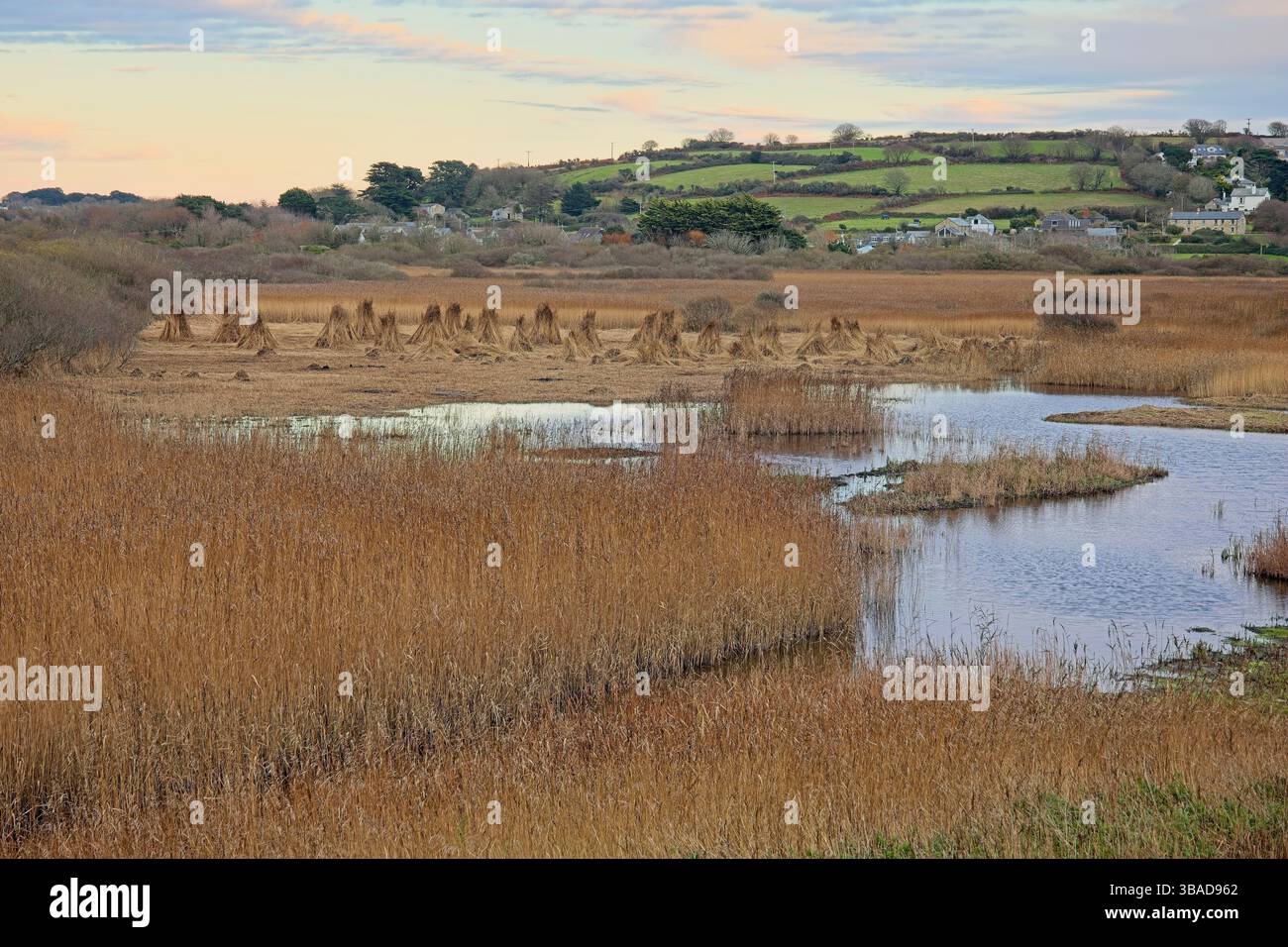 RSPB Marazion Marsh Reserve, gestione delle canne, taglio e impilamento in stooks, Cornovaglia, Regno Unito. Foto Stock