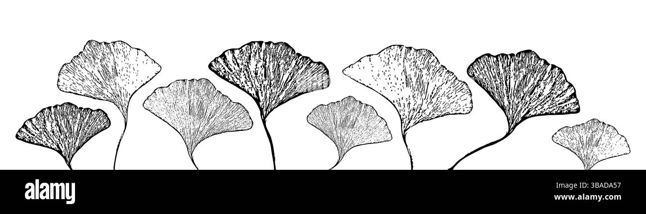 Illustrazione minimalista delle foglie di Ginkgo Biloba in elegante stile botanico Illustrazione Vettoriale