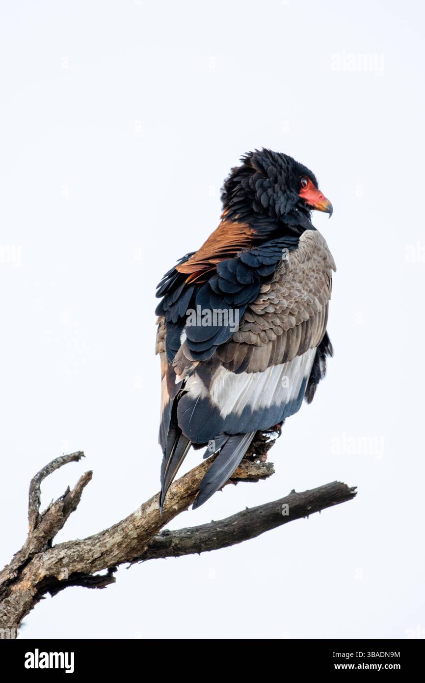 Bateleur arroccato a Kruger Foto Stock