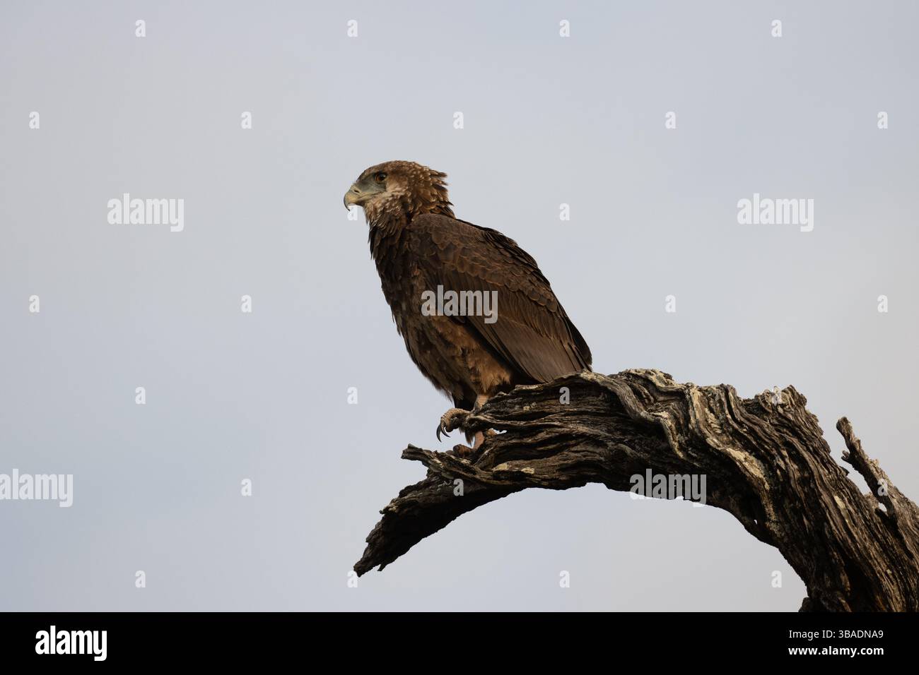 Brown Snake Eagle su Leadwood Tree Kruger Foto Stock