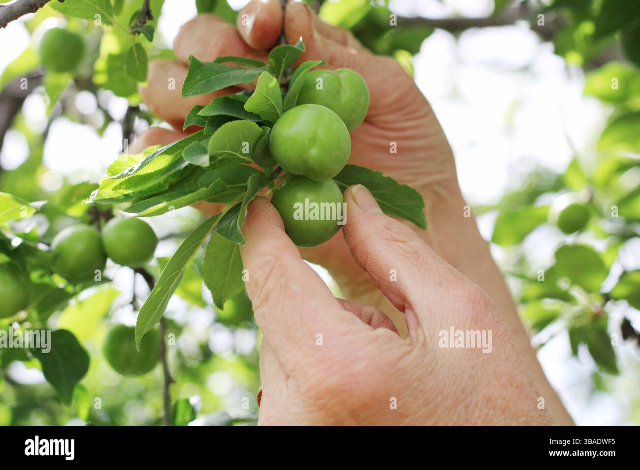 Primo piano di mani che raccolgono prugne verdi da un albero in un giardino. Frutta acerba, foglie fresche e luce naturale riflettono l'agricoltura biologica e stagionale. Foto Stock