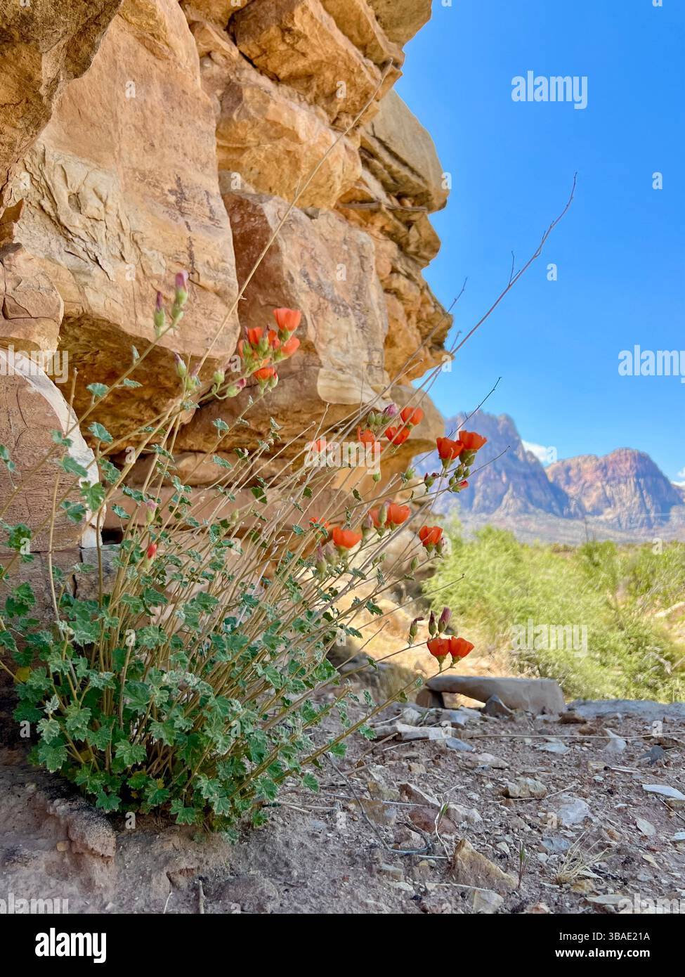 La bellezza del deserto cresce all'ombra (Apricot Mallow Flowers Against the Spring Mountains) - Immagine stock catturata con smartphone