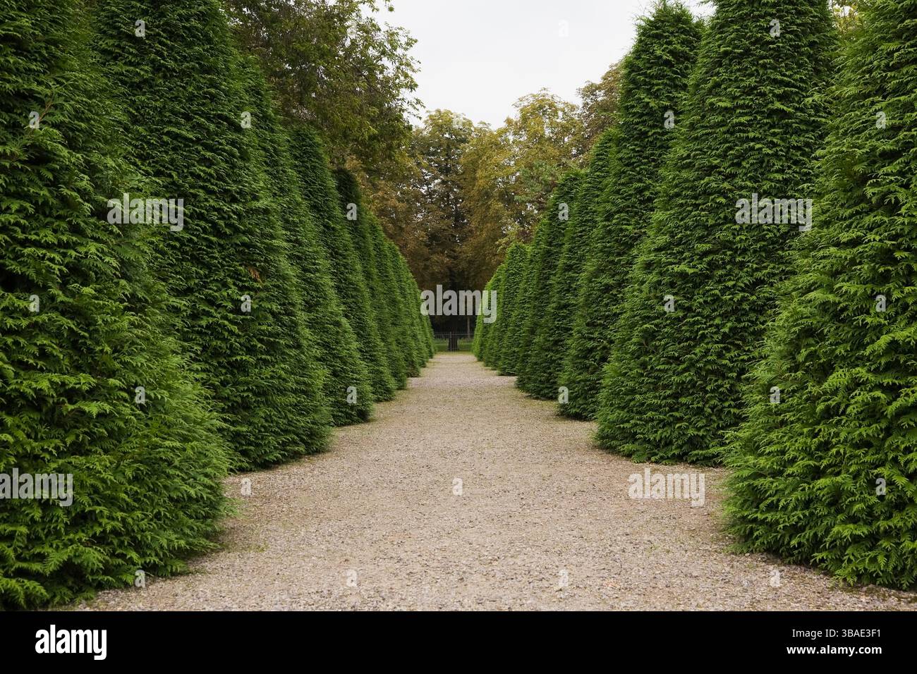 Vicolo di ghiaia fiancheggiato da file di Thuja piramidale rifilata - alberi di cedro nel giardino del palazzo Schwetzingen a fine estate, Schwetzingen, Germania. Foto Stock