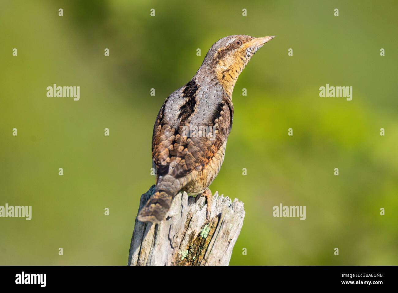Avviso eurasiatico sul collo del collo del collo del collo del collo del pollice – torquilla Jynx Foto Stock