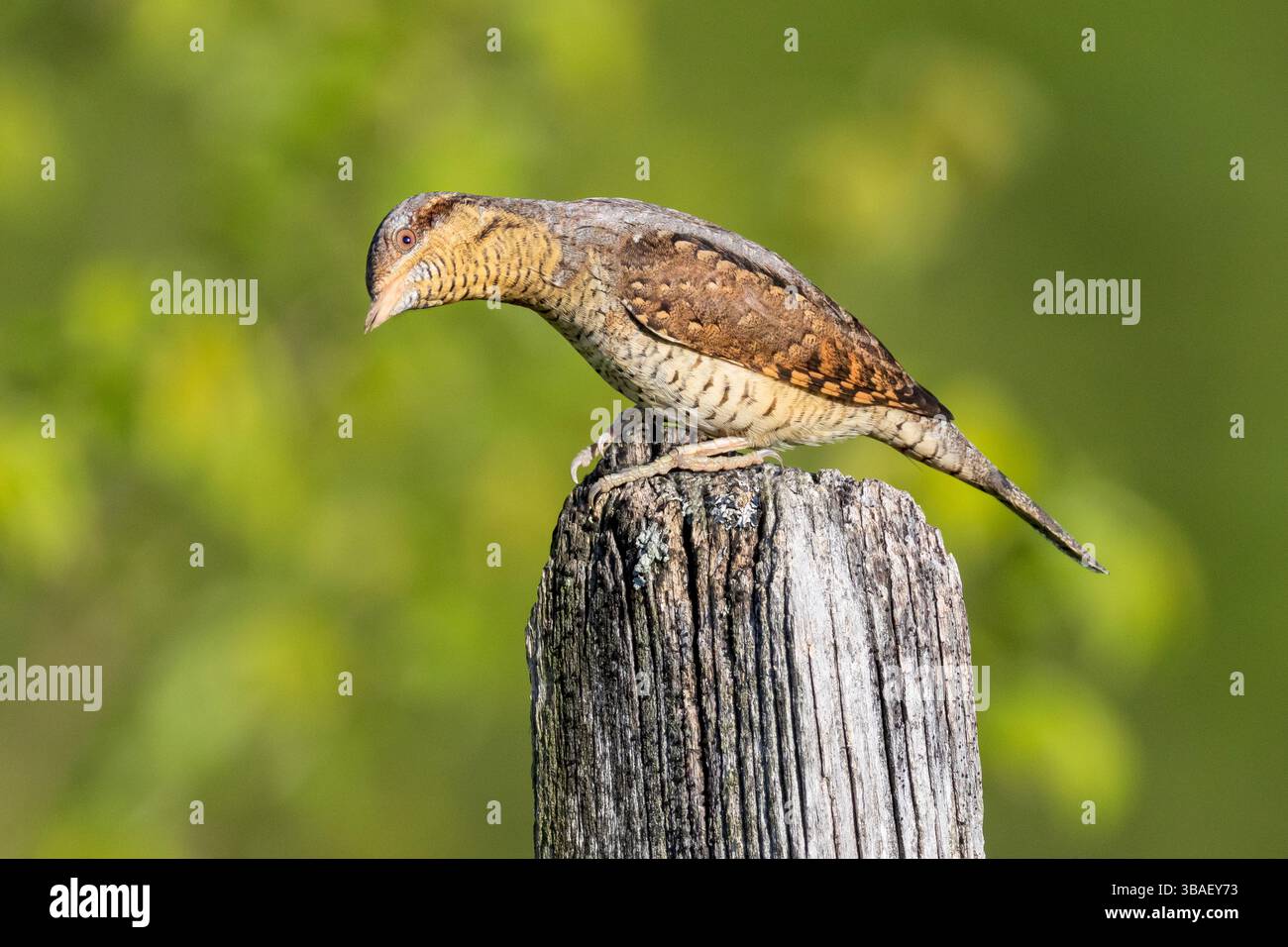 Avviso eurasiatico sul collo del collo del collo del collo del collo del pollice – torquilla Jynx Foto Stock