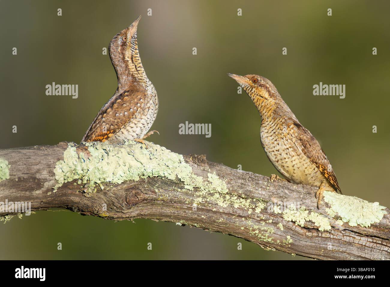 Due wryneck eurasiatici (Jynx torquilla), un piccolo e criptico membro della famiglia del picchio, appollaiato in modo allarmante su un ramo coperto di muschio e lichene. Foto Stock