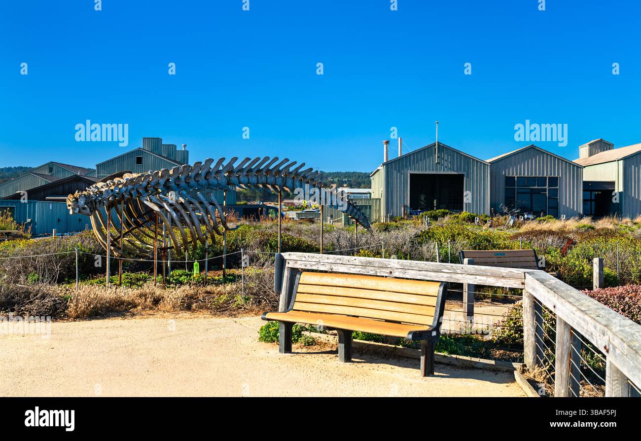 Mostra di scheletro di balena di fronte agli edifici del laboratorio marino di Santa Cruz, California, circondato dalla vegetazione costiera e da un sentiero pedonale sotto un cielo azzurro Foto Stock