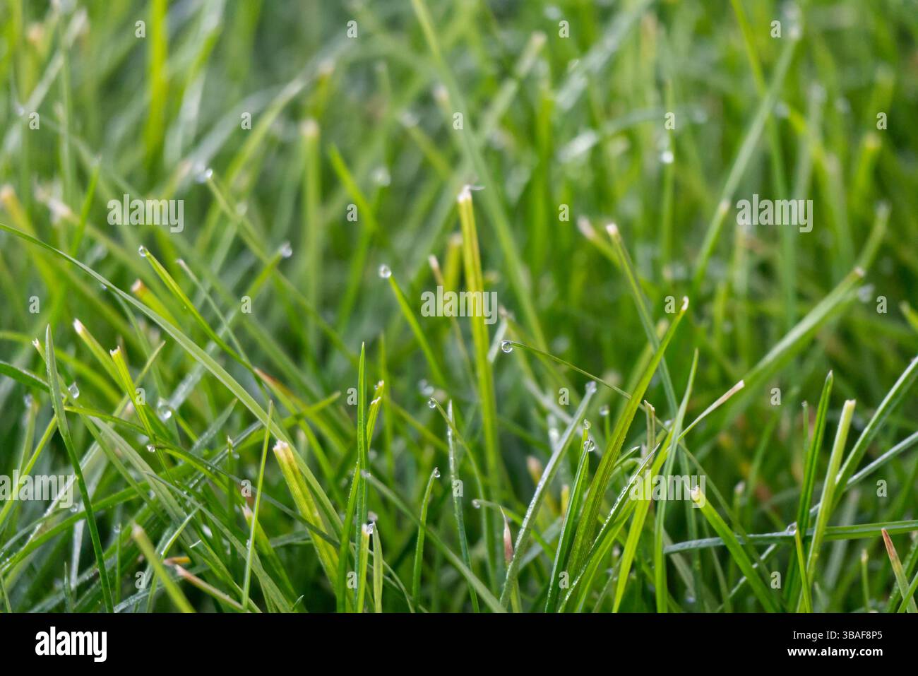 Primo piano di erba verde con piccole gocce di rugiada in una fredda mattina d'inverno, catturando la calma e la delicata bellezza della natura nell'aria fredda. Foto Stock