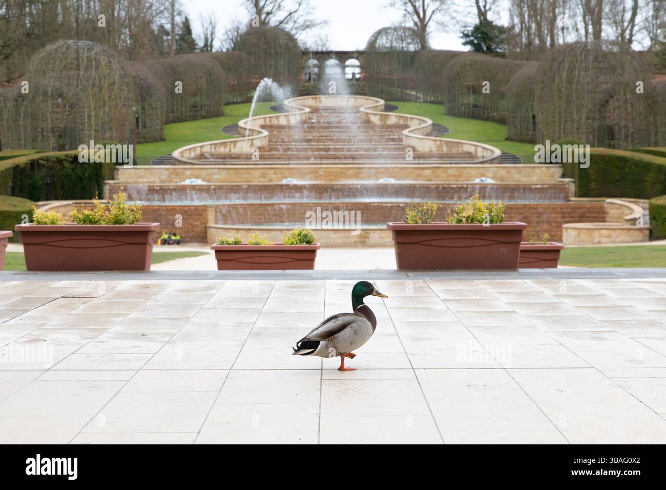 Un'anatra maschila cammina di fronte alla Grand Cascade presso l'Alnwick Garden, Northumberland, febbraio 2025 Foto Stock