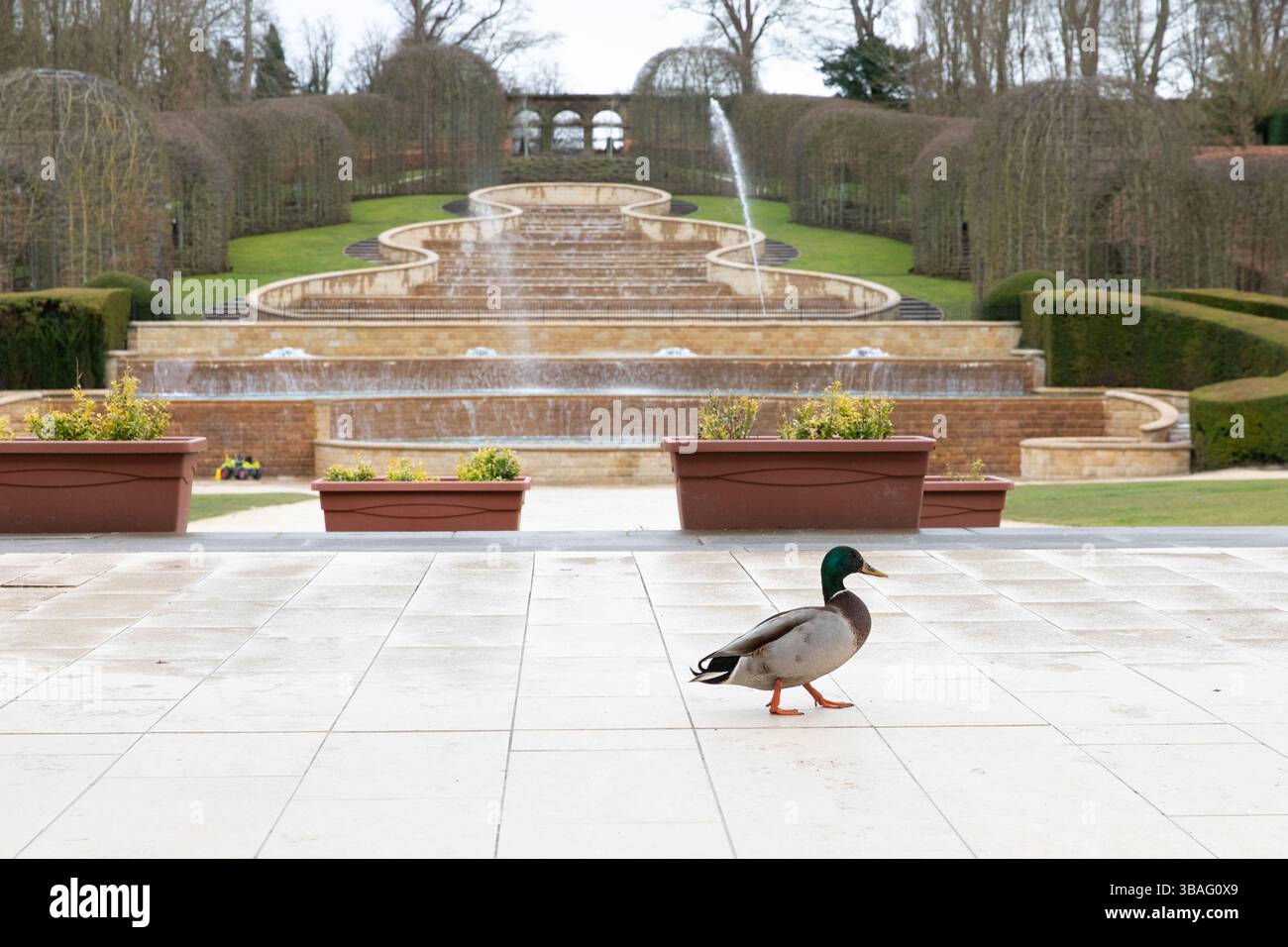 Un'anatra maschila cammina di fronte alla Grand Cascade presso l'Alnwick Garden, Northumberland, febbraio 2025 Foto Stock