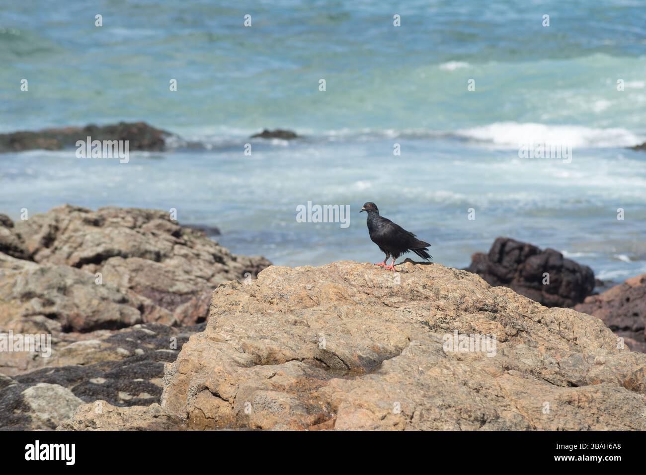 Un piccione nero che cammina sulle rocce di una spiaggia. Animale selvatico in cerca di cibo. Brasile Foto Stock