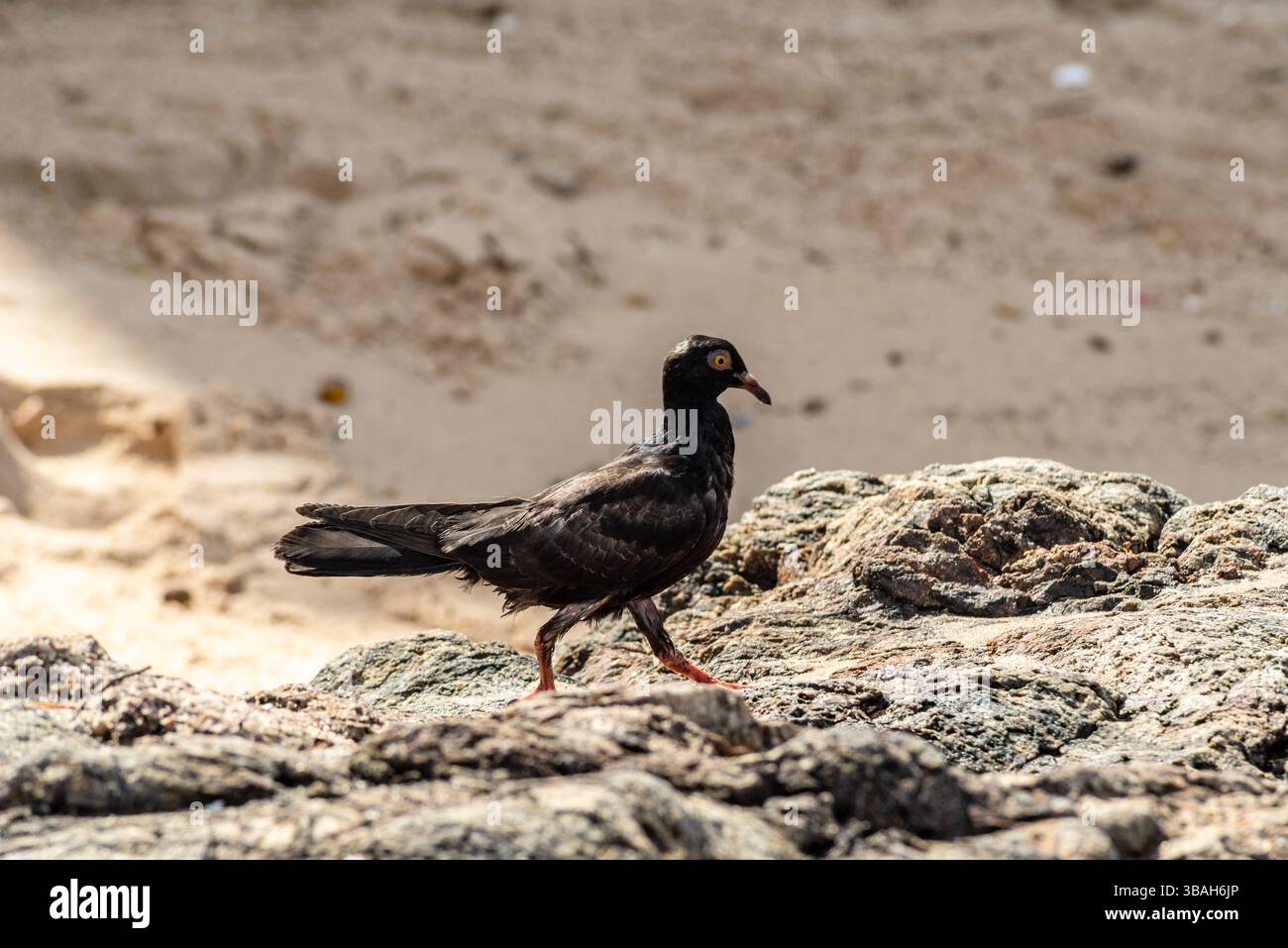 Un piccione nero che cammina sulle rocce di una spiaggia. Animale selvatico in cerca di cibo. Brasile Foto Stock