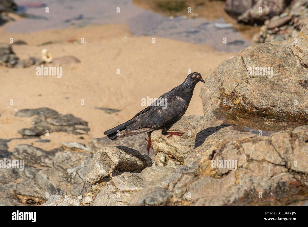 Un piccione nero che cammina sulle rocce di una spiaggia. Animale selvatico in cerca di cibo. Brasile Foto Stock