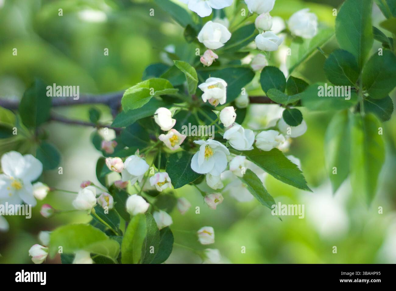 fiore in fiore Foto Stock