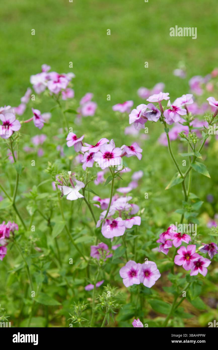 ammassi di fiori phlox rossi e viola in giardino, piccole e colorate teste di fiori dense a forma di stella, messa a fuoco morbida con sfondo sfocato Foto Stock