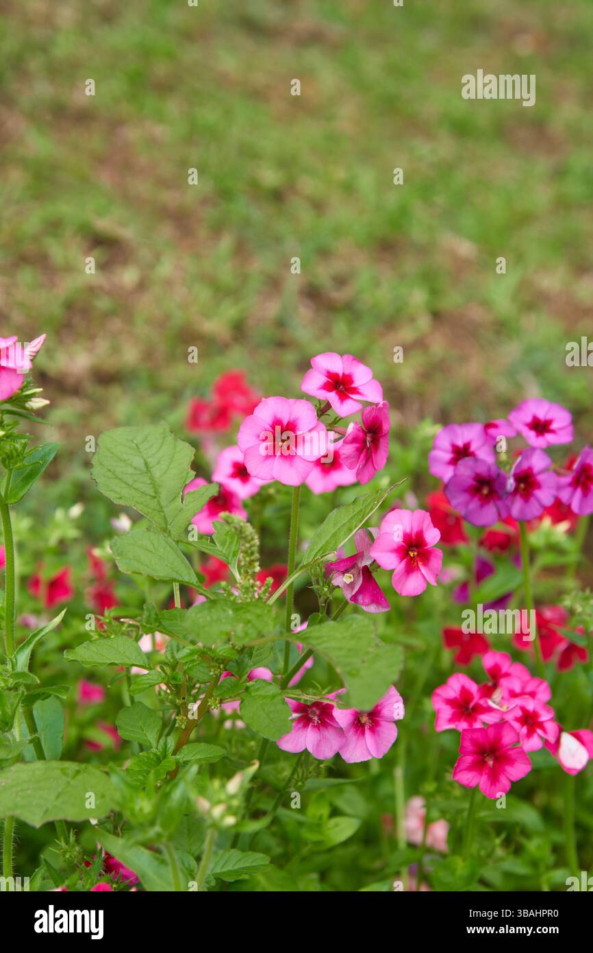 ammassi di fiori phlox rossi e rosa in giardino, piccole e colorate teste di fiori dense a forma di stella, messa a fuoco morbida con sfondo sfocato Foto Stock