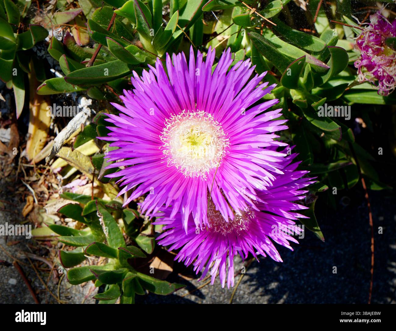 Le sorprendenti sfumature viola di un fiore di Carpobroto, un vero gioiello della costa. Foto Stock