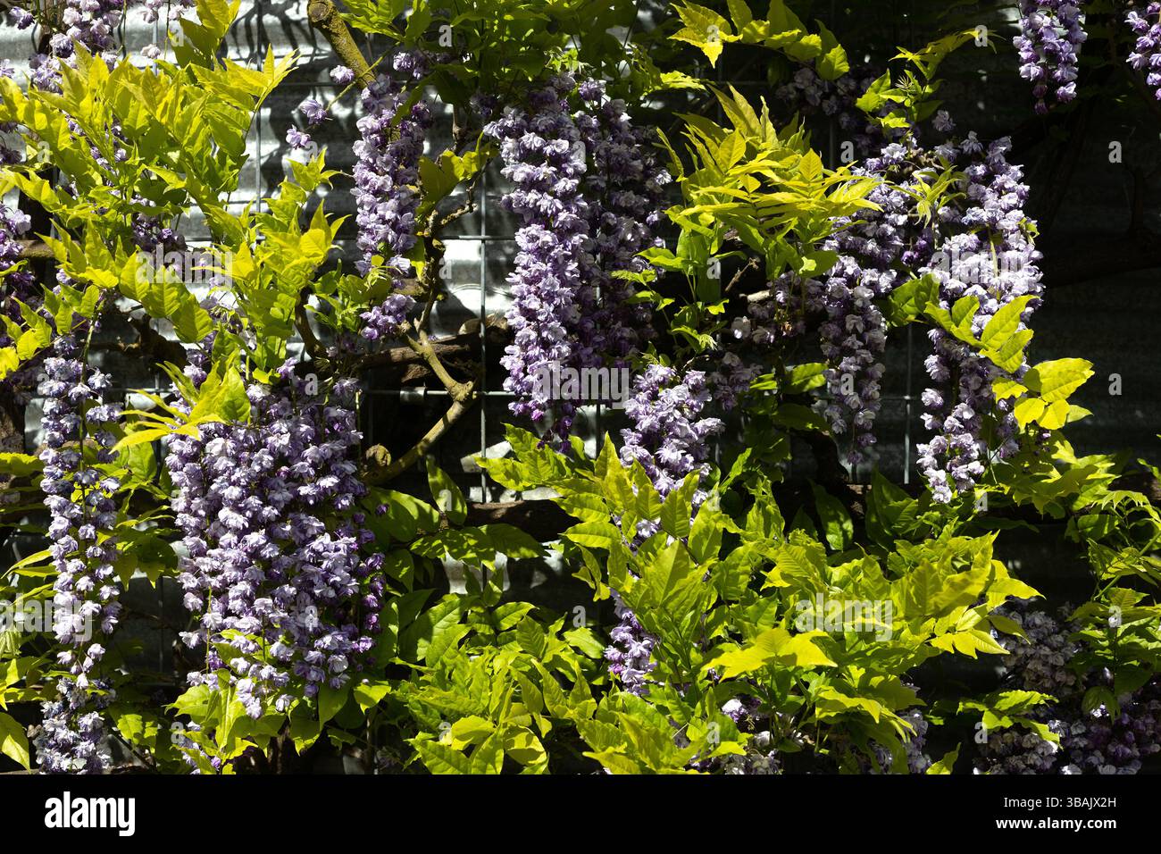 Wisteria in piena fioritura, che cresce su un edificio in stagno ondulato. Foto Stock