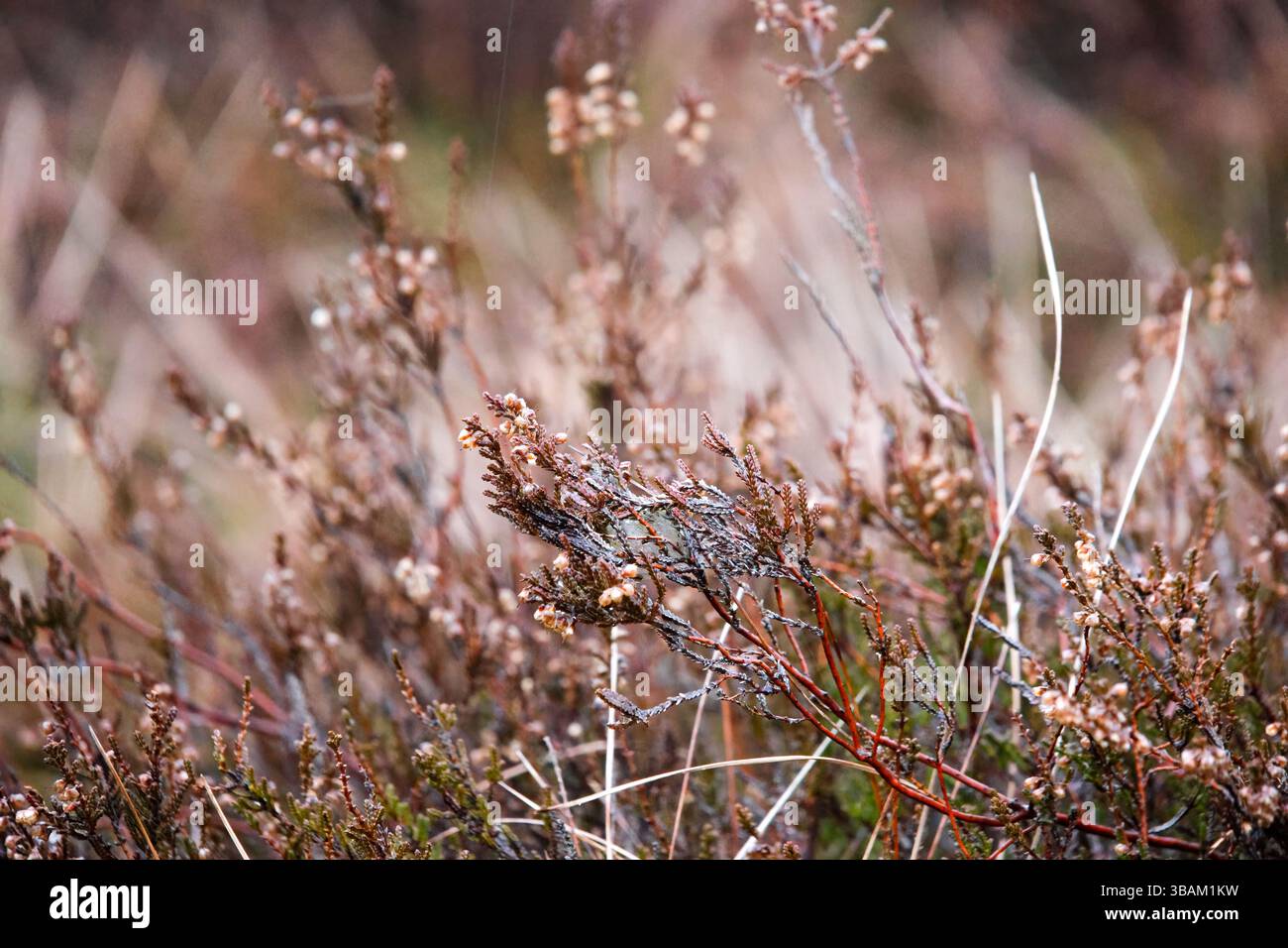 Rami delicati ricoperti di ghiaccio in una mattina nebbiosa. Atmosfera tranquilla, atmosfera serena, prospettiva macro, angolo basso, ambiente naturale, stagionale. Foto Stock