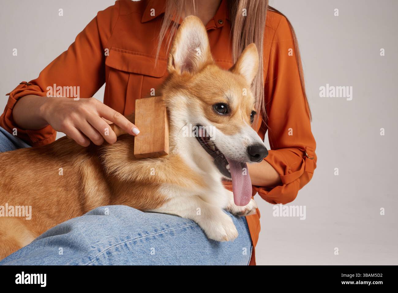 Felice Corgi viene spazzolato con una spazzola di legno dal proprietario, promuovendo la cura degli animali domestici, la cura dei cappotti e l'igiene dei cani. Foto Stock